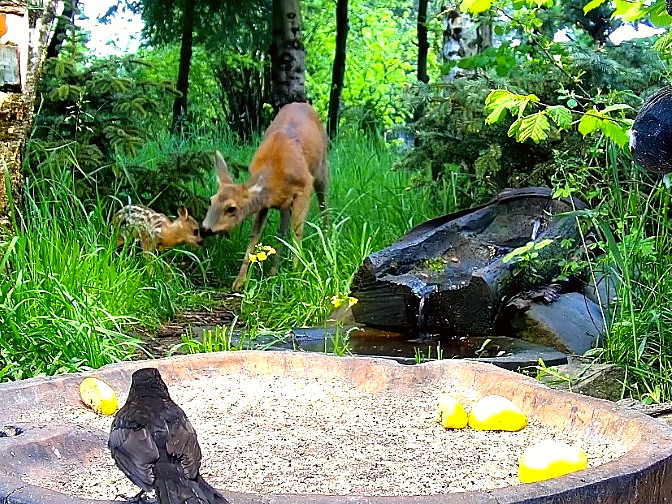 Deer in a woodland clearing at Forest Nook