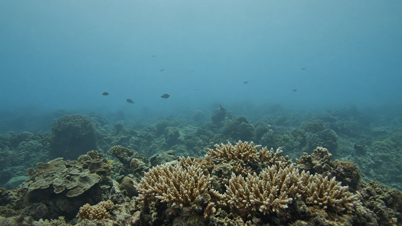 Coral reef with fish in open water