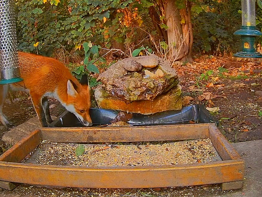 A fox at a watering tray at Crock Rock