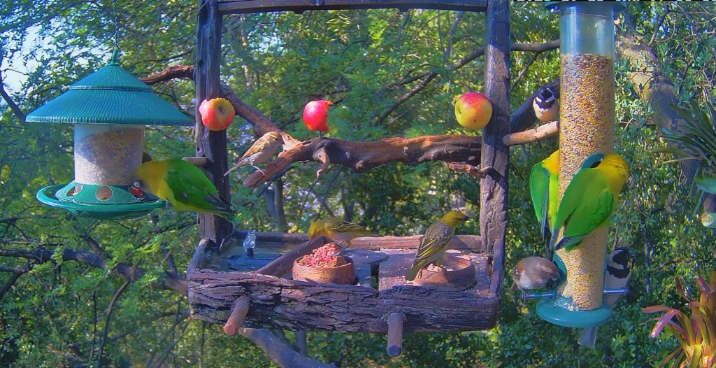 Birds at a feeder in African Wilds